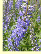 Вероники (Veronica) Вероники (Veronica)